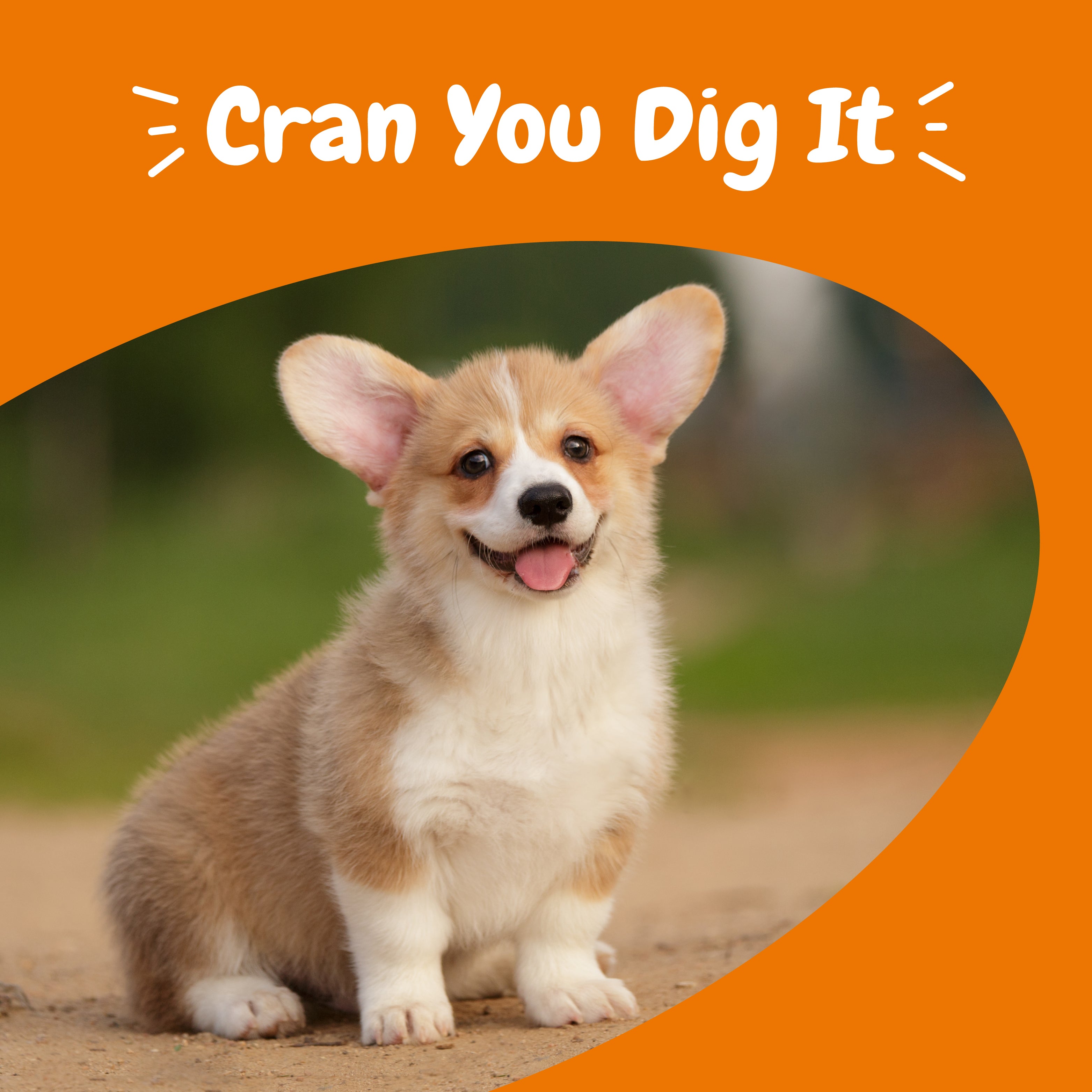 Urinary Tract (UT) Bites For Dogs