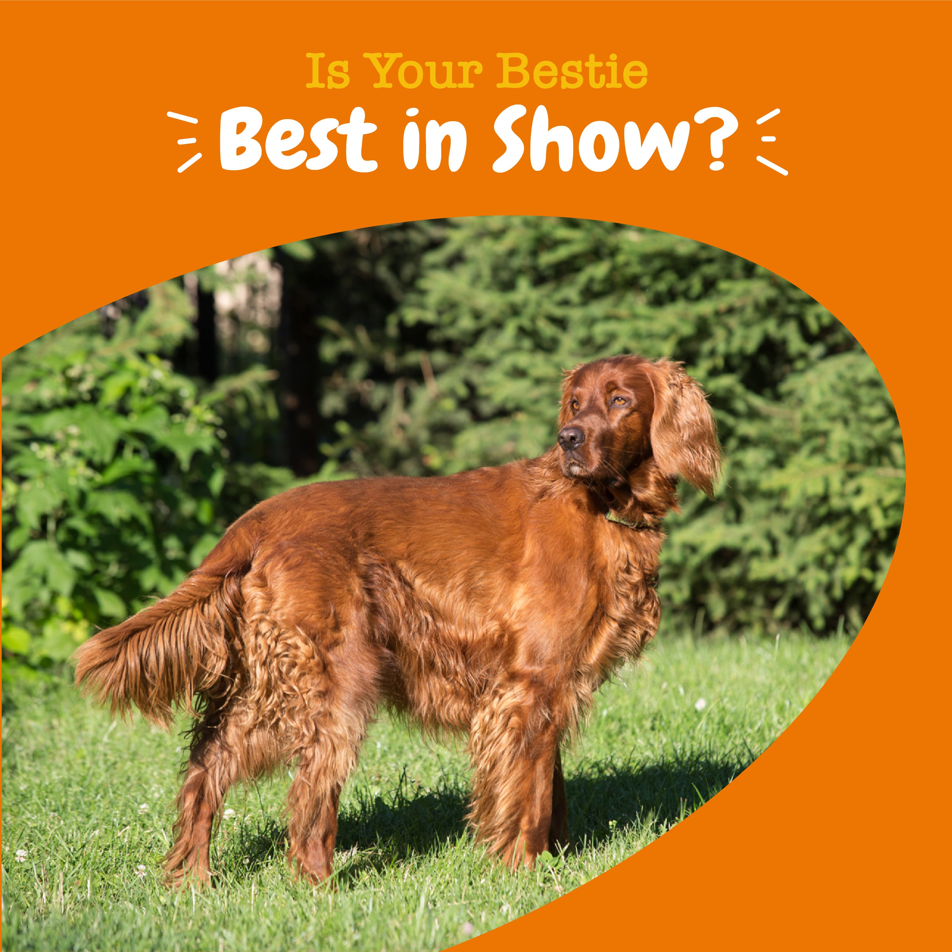 Skin & Coat Bites for Dogs