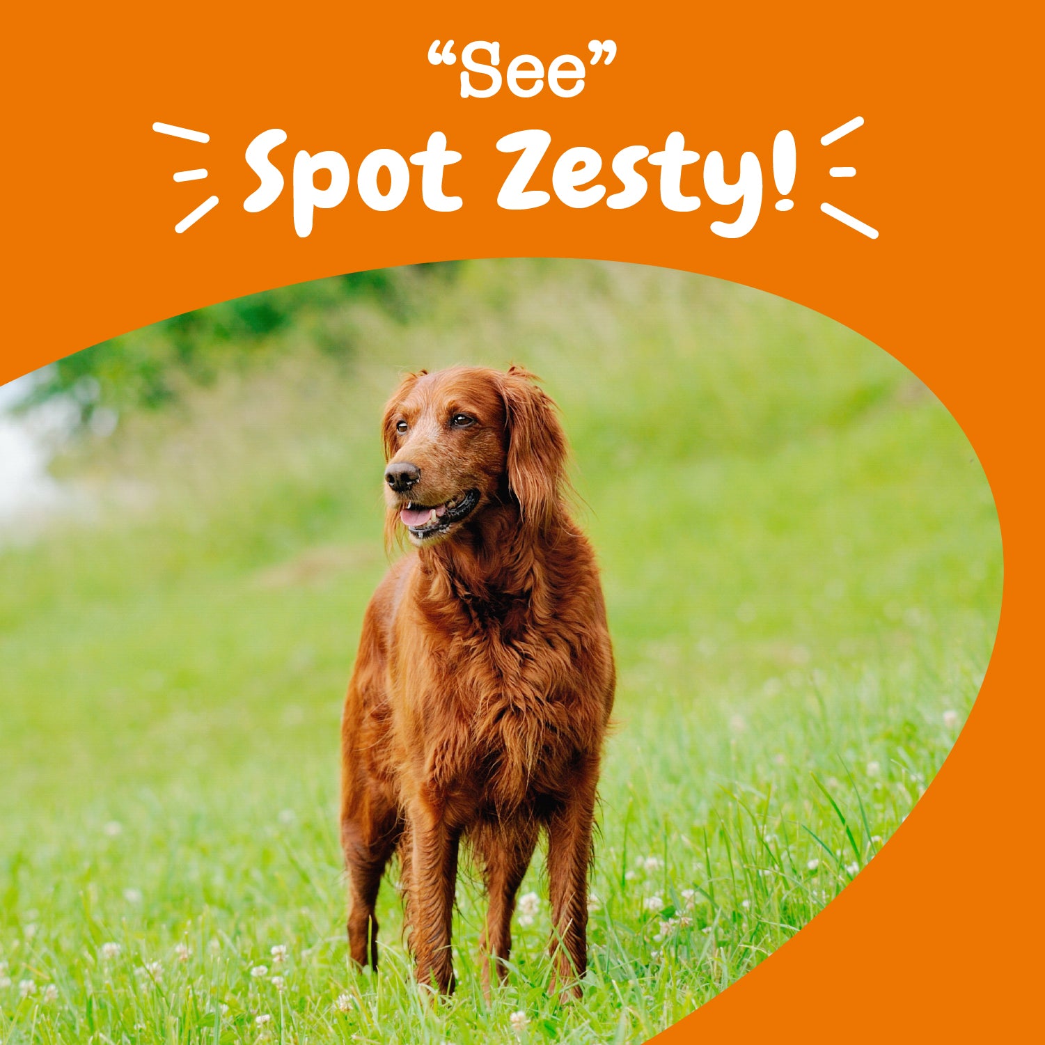 Senior Advanced Vision Bites™ for Senior Dogs