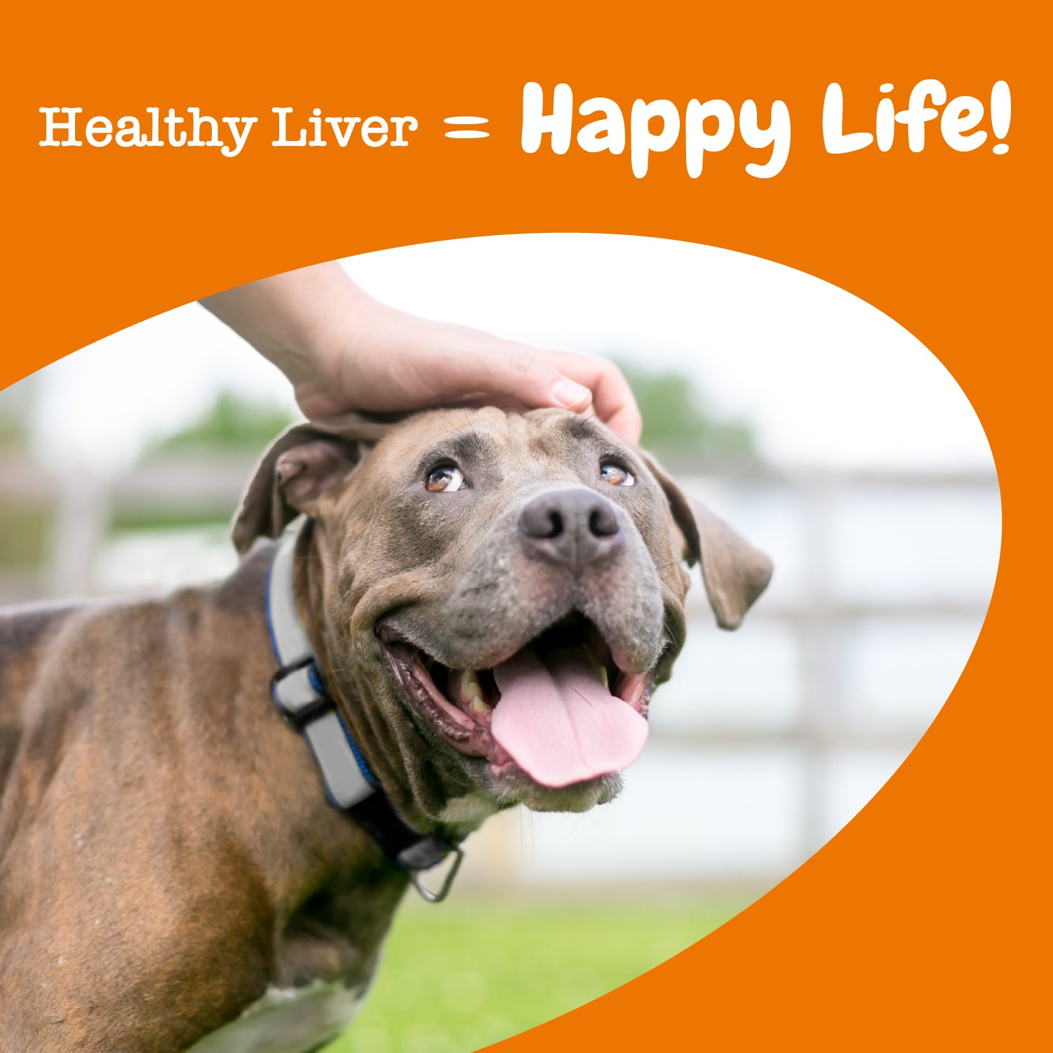 Liver Support Bites™ for Dogs