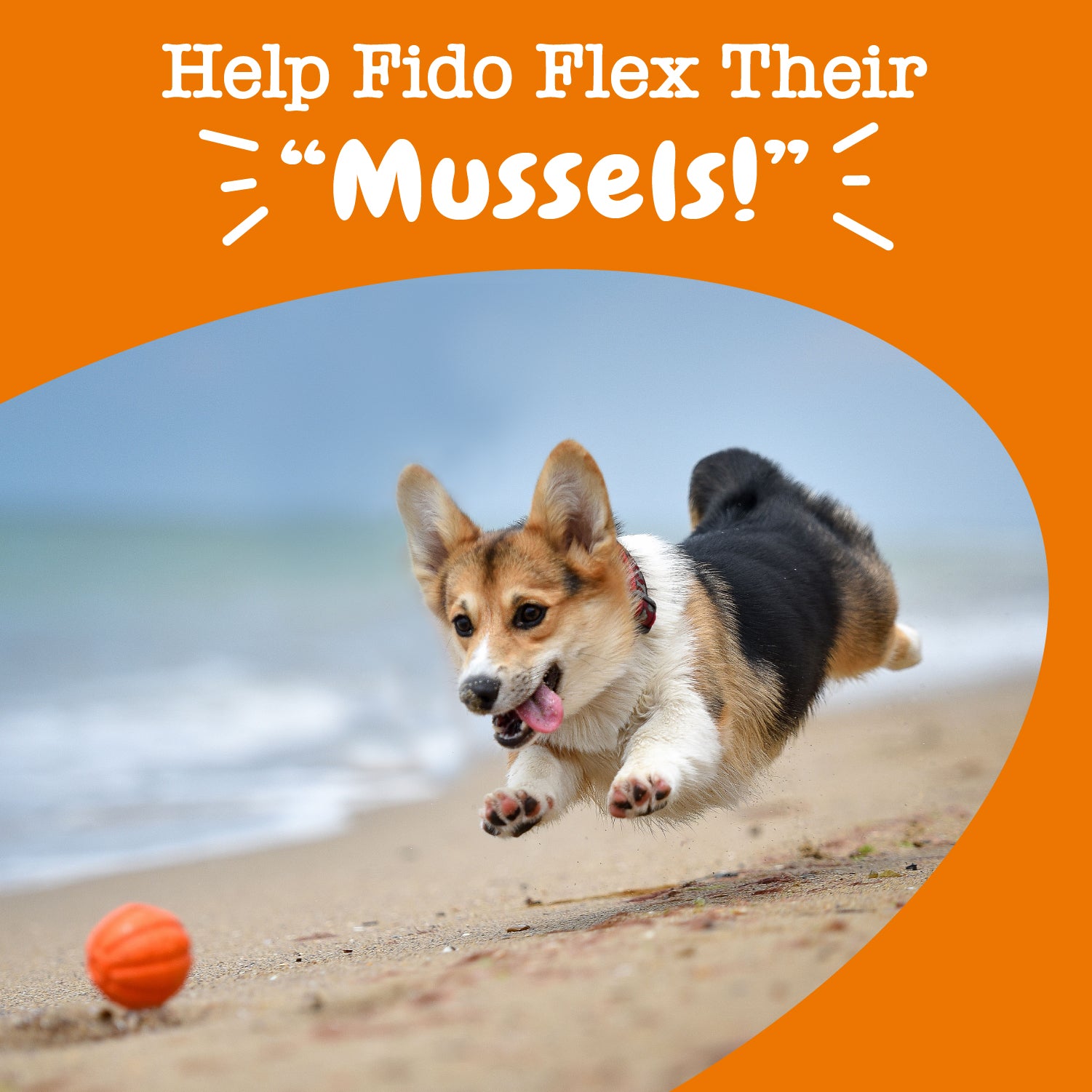 Mussel Hip & Joint Bites™ for Dogs