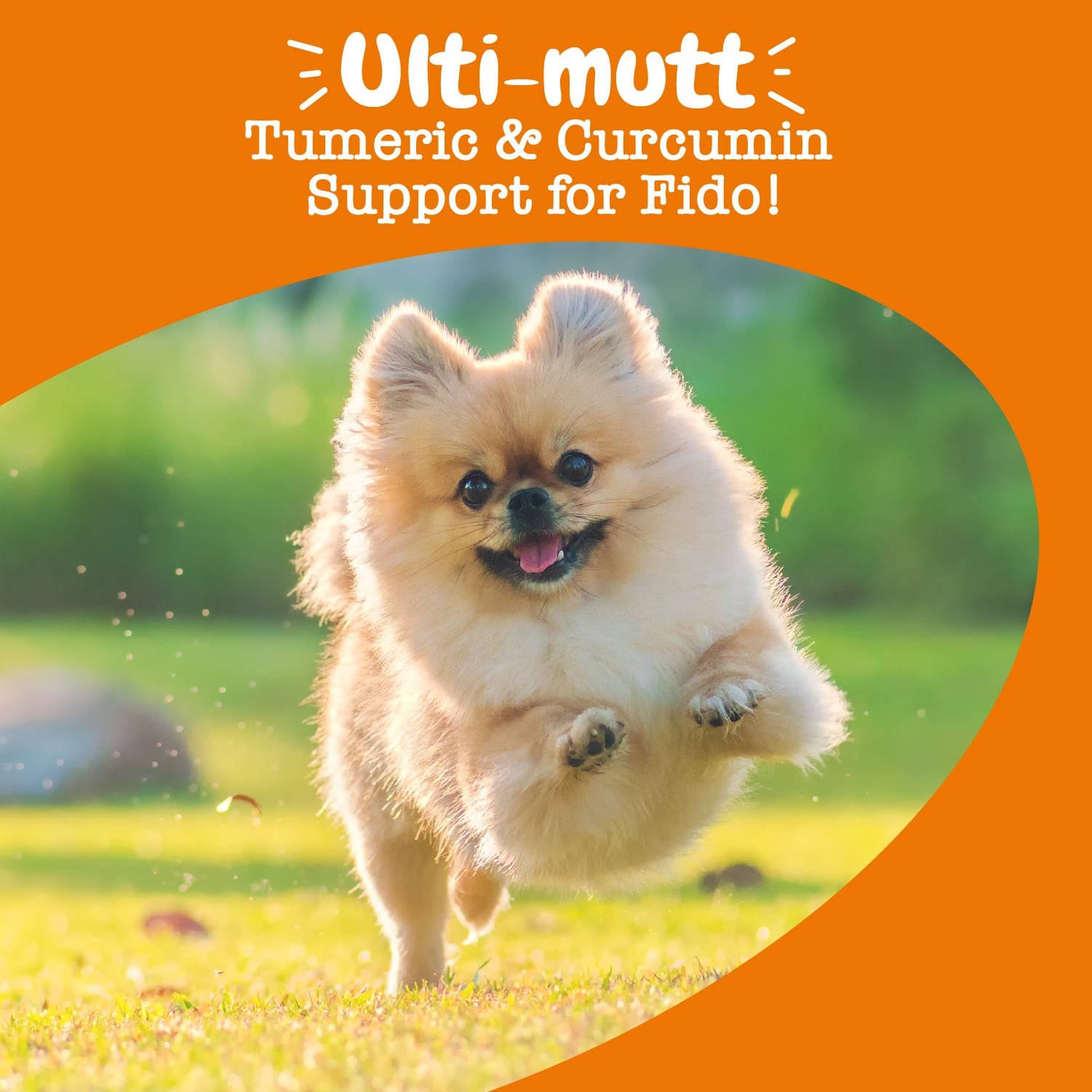 Turmeric Curcumin Bites™ for Dogs