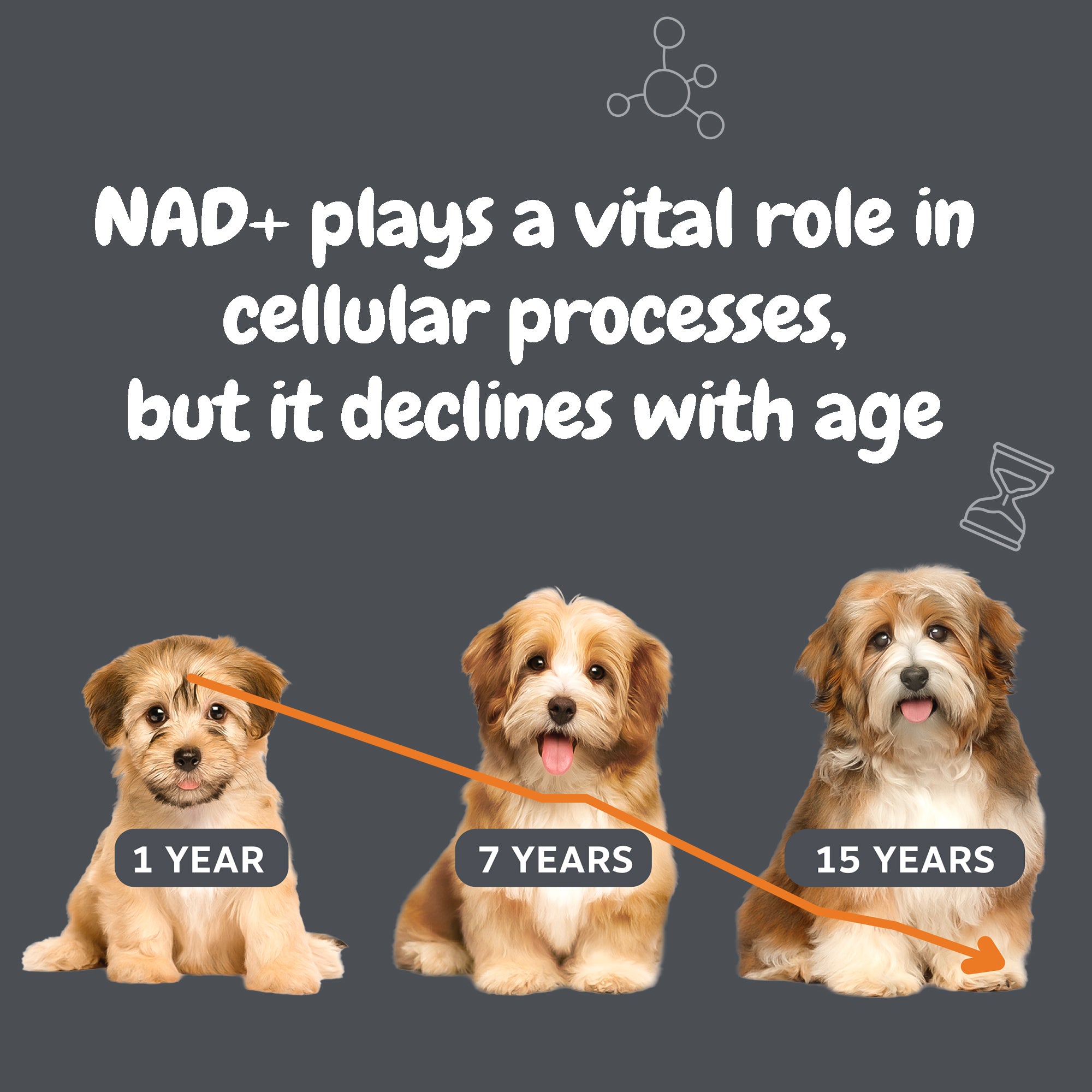 Healthy Aging Niagen Powder for Dogs